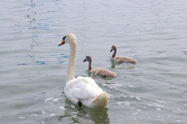 swan family, lake zurich